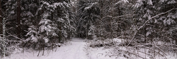 Obraz winter dense spruce forest covered with snow. deserted path leads deep into the forest. gloomy cloudy day. widescreen panoramic side view in 15x5 format