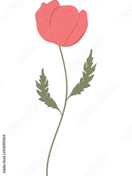 Fototapeta Vector illustration of red poppy flowers with green leaves and buds. Created in a flat, minimalist style.