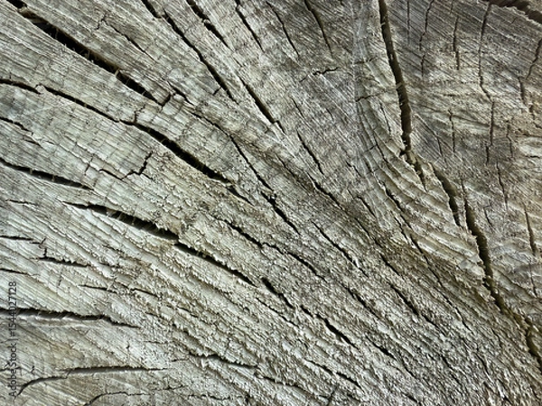 Fototapeta Filled frame of an aged inside cedar wood tree log