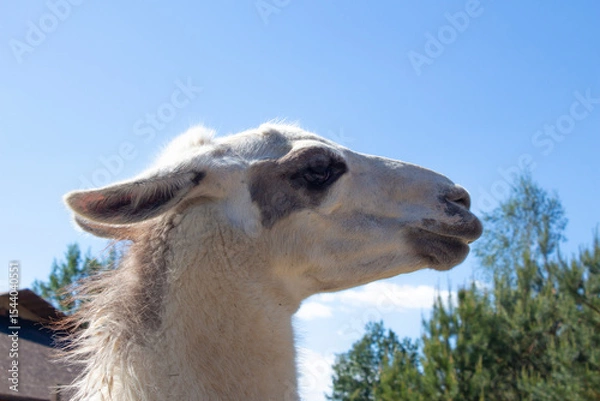 Fototapeta Cute curious llama on a farm. Head of a beautiful llama against a blue sky. Keeping animals in a zoo.