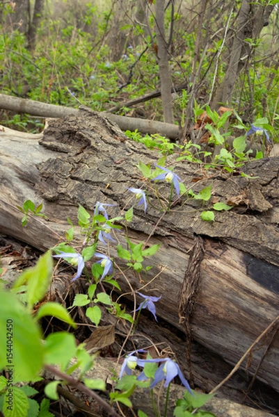 Fototapeta Beautiful purple flowers of wild Clematis occidentalis with foliage grows in the wild, vining around the fallen tree log, known by the common names western blue virginsbower or purple clematis.