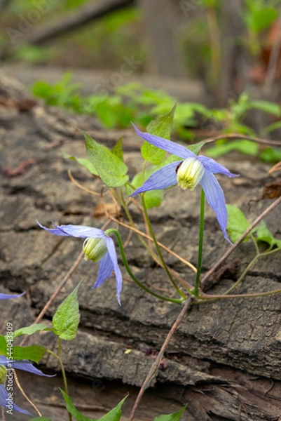 Fototapeta Beautiful purple flowers of wild Clematis occidentalis with foliage grows in the wild, vining around the fallen tree log, known by the common names western blue virginsbower or purple clematis.