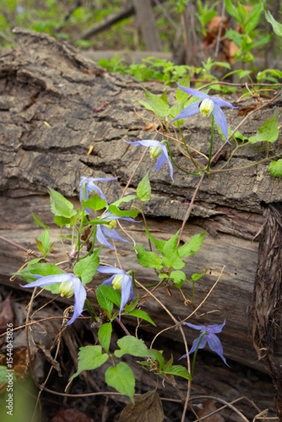 Fototapeta Beautiful purple flowers of wild Clematis occidentalis with foliage grows in the wild, vining around the fallen tree log, known by the common names western blue virginsbower or purple clematis.