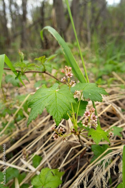 Fototapeta Cluster of cute tiny flowers of Wild redcurrent (Ribes triste), known as the northern redcurrant, swamp redcurrant. Branches of shrub in the gooseberry family are growing in the forest in early spring