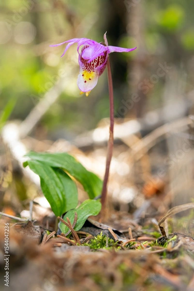 Fototapeta Tiny pink flowers of Calypso bulbosa, known as the calypso orchid, fairy slipper or Venus's slipper. It is a perennial member of the orchid family found in undisturbed northern and montane forests.
