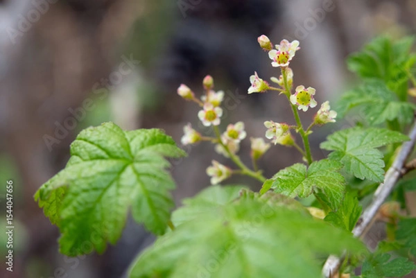 Fototapeta Cluster of cute tiny flowers of Wild redcurrent (Ribes triste), known as the northern redcurrant, swamp redcurrant. Branches of shrub in the gooseberry family are growing in the forest in early spring