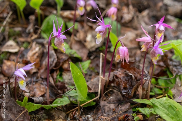 Fototapeta Tiny pink flowers of Calypso bulbosa, known as the calypso orchid, fairy slipper or Venus's slipper. It is a perennial member of the orchid family found in undisturbed northern and montane forests.