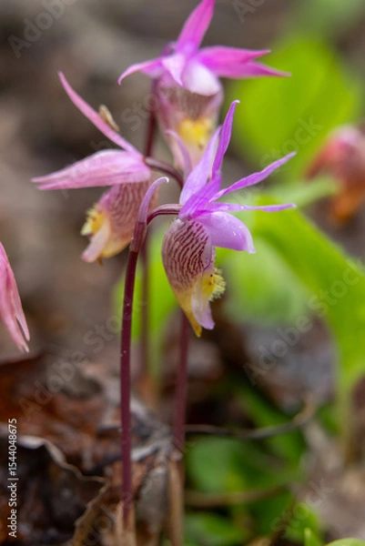 Fototapeta Tiny pink flowers of Calypso bulbosa, known as the calypso orchid, fairy slipper or Venus's slipper. It is a perennial member of the orchid family found in undisturbed northern and montane forests.