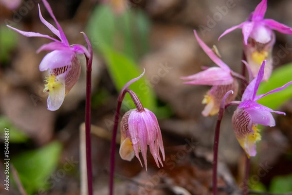 Fototapeta Tiny pink flowers of Calypso bulbosa, known as the calypso orchid, fairy slipper or Venus's slipper. It is a perennial member of the orchid family found in undisturbed northern and montane forests.