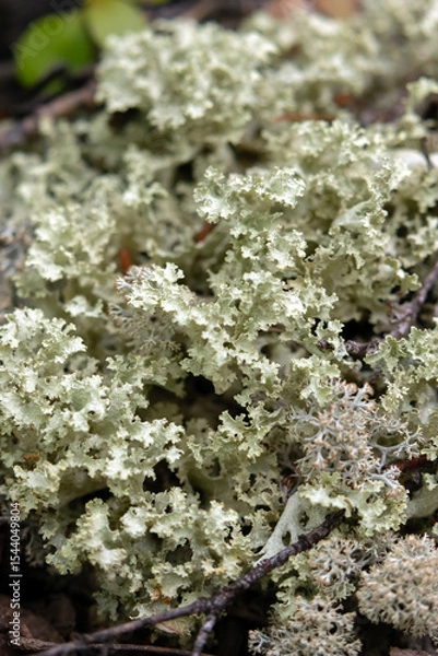 Fototapeta Close-up of pale patch of common and widespread species of corticolous (bark-dwelling) foliose lichen Platismatia glauca growing on boreal forest floor debris.