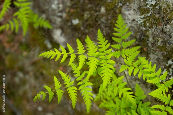 Fototapeta Cystopteris fragilis, commonly known as brittle bladder-fern or common fragile fern, grows delicately on a shaded, moist mossy rock surface in a woodland environment.