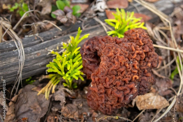 Fototapeta Brain-like cap of the False Morel (Gyromitra esculenta) emerges from the forest floor among decaying leaves, branches, and grass. Unique texture of toxic wild mushroom in natural woodland environment.