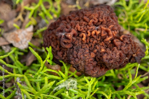 Fototapeta Brain-like cap of the False Morel (Gyromitra esculenta) emerges from the forest floor among decaying leaves, branches, and grass. Unique texture of toxic wild mushroom in natural woodland environment.