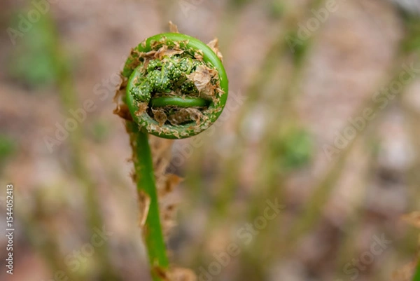 Fototapeta Fresh half curled fern leaves emerging from decaying brown fallen leaves on the forest floor in wet woodlands in spring.