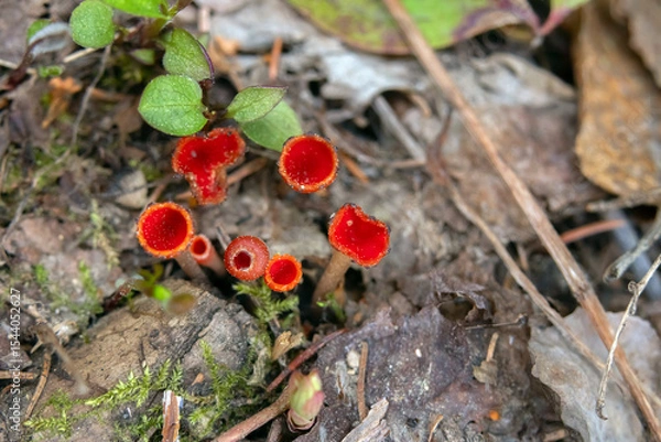 Fototapeta Vibrant scarlet cup fungi or Microstoma protractum grows in a cluster on a forest floor among decaying mossy branches, brown leaves and grass in springtime.