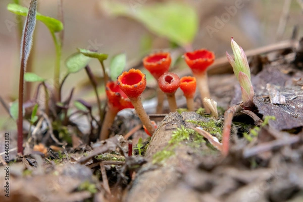 Fototapeta Vibrant scarlet cup fungi or Microstoma protractum grows in a cluster on a forest floor among decaying mossy branches, brown leaves and grass in springtime.