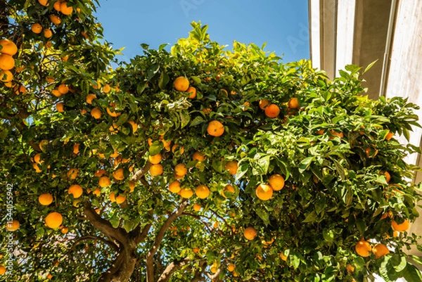 Fototapeta A tree with many oranges hanging from it