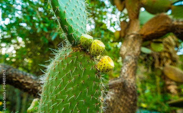 Fototapeta A cactus with three yellow flowers on it