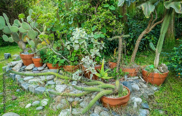 Fototapeta A row of potted plants with a variety of plants including cacti and succulents