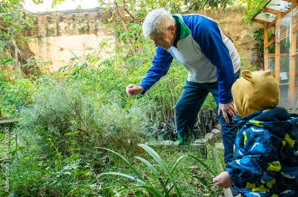 Fototapeta A man and a child are looking at plants in a garden