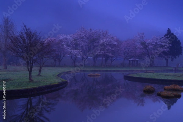 Fototapeta 水面に映る桜