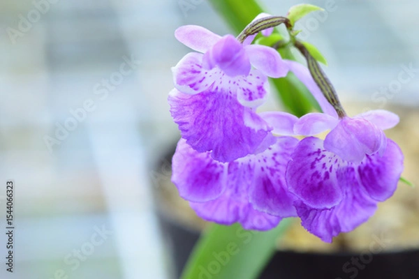 Obraz ウチョウラン