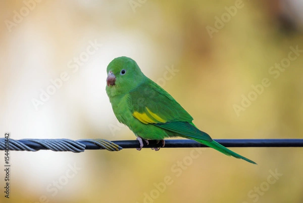 Obraz Yellow chevroned Parakeet (Brotogeris chiriri) perched on a power line.