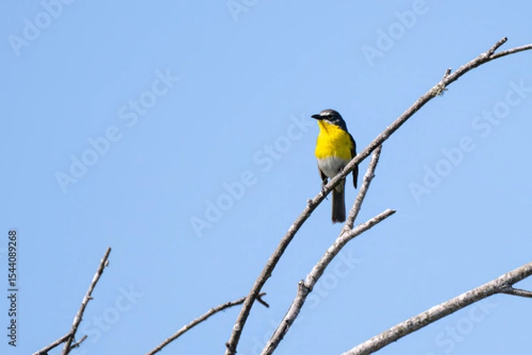 Obraz Adorable Yellow Breasted Chat has secure perch at top of tree while looking to the left