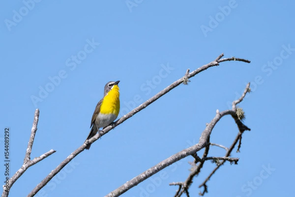 Obraz Adorable Yellow Breasted Chat has secure perch at top of tree while looking to the right