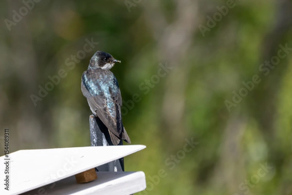 Obraz Cute barn swallow is perched on top of feeder with an alert eye looking to the right
