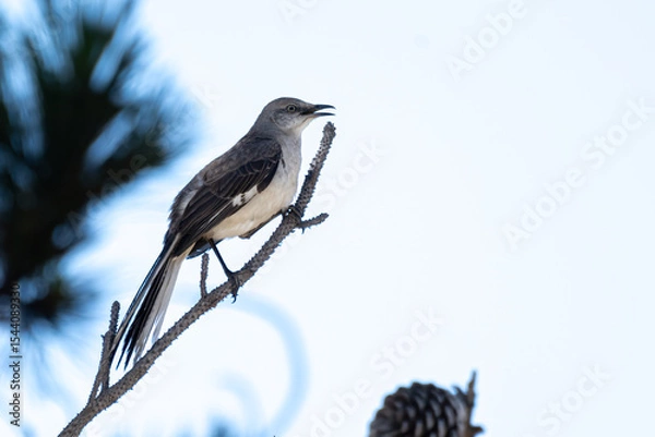 Obraz Agressive mockingbird bird is perched on pine branch with a protective posture