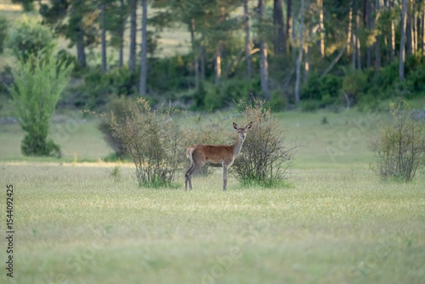 Fototapeta Red deer (Cervus elaphus) photographed in Spain