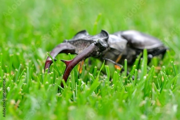 Fototapeta Macro shot of a European stag beetle. Large mandibles of a European stag beetle. Close-up of stag beetle in tall grass. Concept of endangered insect species