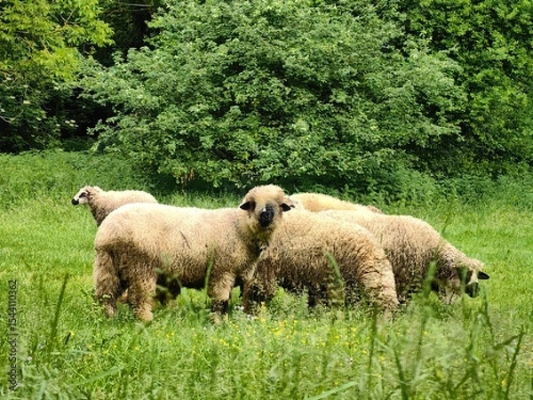 Fototapeta A small flock of sheep graze in a meadow
