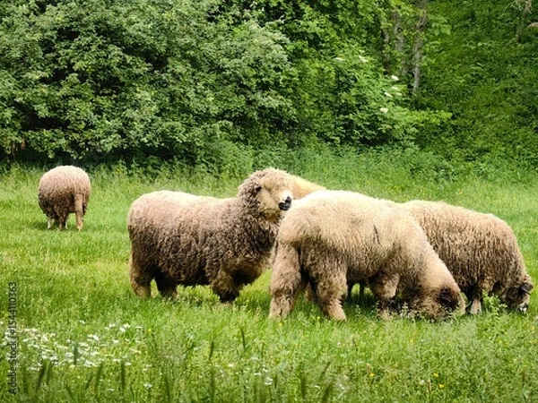 Fototapeta A small flock of sheep graze in a meadow