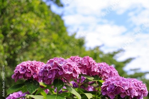 Obraz 紫色のアジサイ
