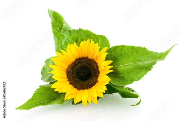 Obraz Pojedynczy słonecznik na białym tle