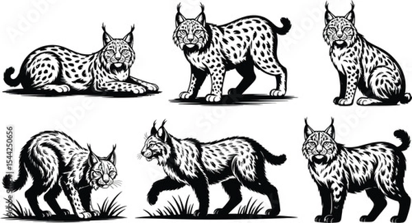 Fototapeta Six lynx illustrations in various poses on a white background art