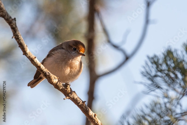 Obraz Red-capped robin