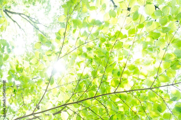 Obraz 光あふれる新緑