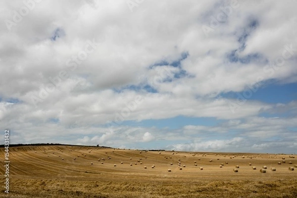 Fototapeta Harvested wheat field is unfolding across hills in flat design with stubble rows, straw bales