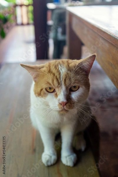 Obraz Cute little cat