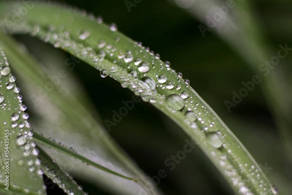 Fototapeta water drops 