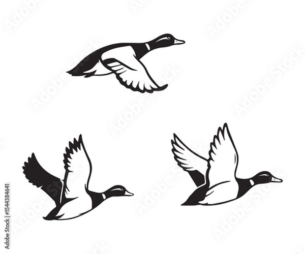Obraz flying duck vector illustration, silhouette of flying duck graphic art
