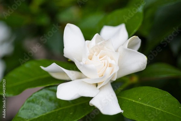 Fototapeta 甘い香りと白く清純な花　くちなしの花
