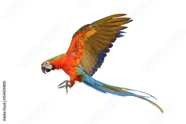 Fototapeta Colorful flying Harlequin Macaw parrot isolated on transparent background png file