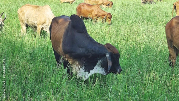 Fototapeta Photograph of a herd of cows grazing on green grass in a rice field under the hot sun near noon in Central Thailand.