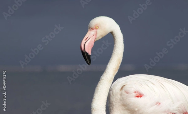 Fototapeta Exclusive Nature Photography: Solitary Flamingo in African Lagoon, Captured in Soft Light – Ideal for High-End Wildlife Prints, Editorial Features, and Conservation Campaigns