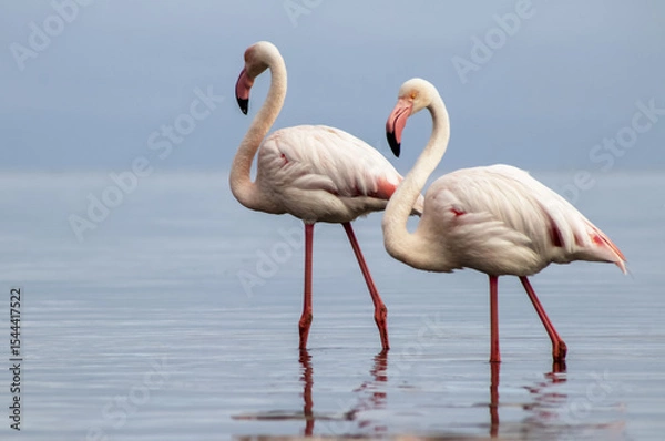 Fototapeta A pair of flamingos wading in an African lagoon, reflecting in calm water. Real wildlife scene from Namibia, ideal for nature lovers, exotic bird content, and editorial use.