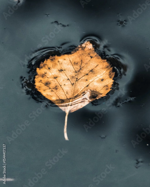 Fototapeta A single yellow autumn leaf gently floats on the surface of dark, still water, creating soft ripples around its edges. The minimalist composition emphasizes seasonal change.